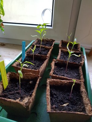 20170419_190737.thumb.jpg.8c0fcdaa198a73f268939e12597c74f0.jpg