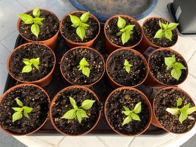Habaneros.thumb.jpg.2bc28dcd026b7e36590e1d054d2bdc45.jpg