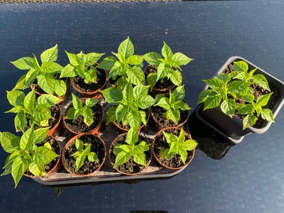 Habaneros1.thumb.jpg.a08a0f2c55a7c85de18ce8398de38327.jpg